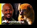 Adorable Lemur's Explosive Speed Is Mind-Blowing! | Little Giants