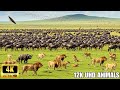 Relaxing Animal World Movies 4K - Amazing Animal Scenes with Soothing Relaxing Music
