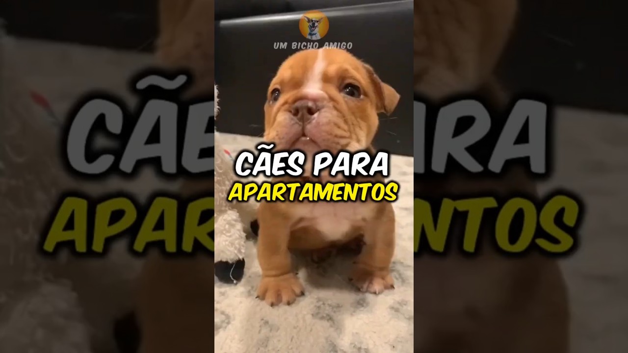 5 raças de cães perfeitas para apartamentos!
