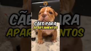 5 Raças De Cães Perfeitas Para Apartamentos