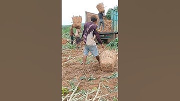 Proses Muat Singkong Garuda Muda#shorts #farming #singkong #bertani #dharmayasaberkarya