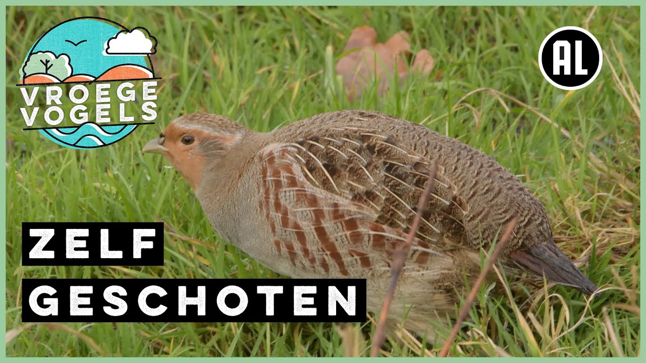 Scharrelende patrijzen | Zelf Geschoten | Vroege Vogels