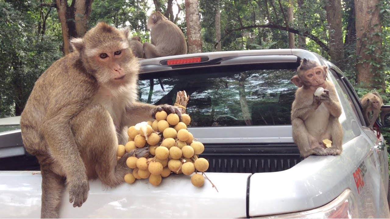 Monkey steal food Monkey steal fruits in the car Monkey eating food