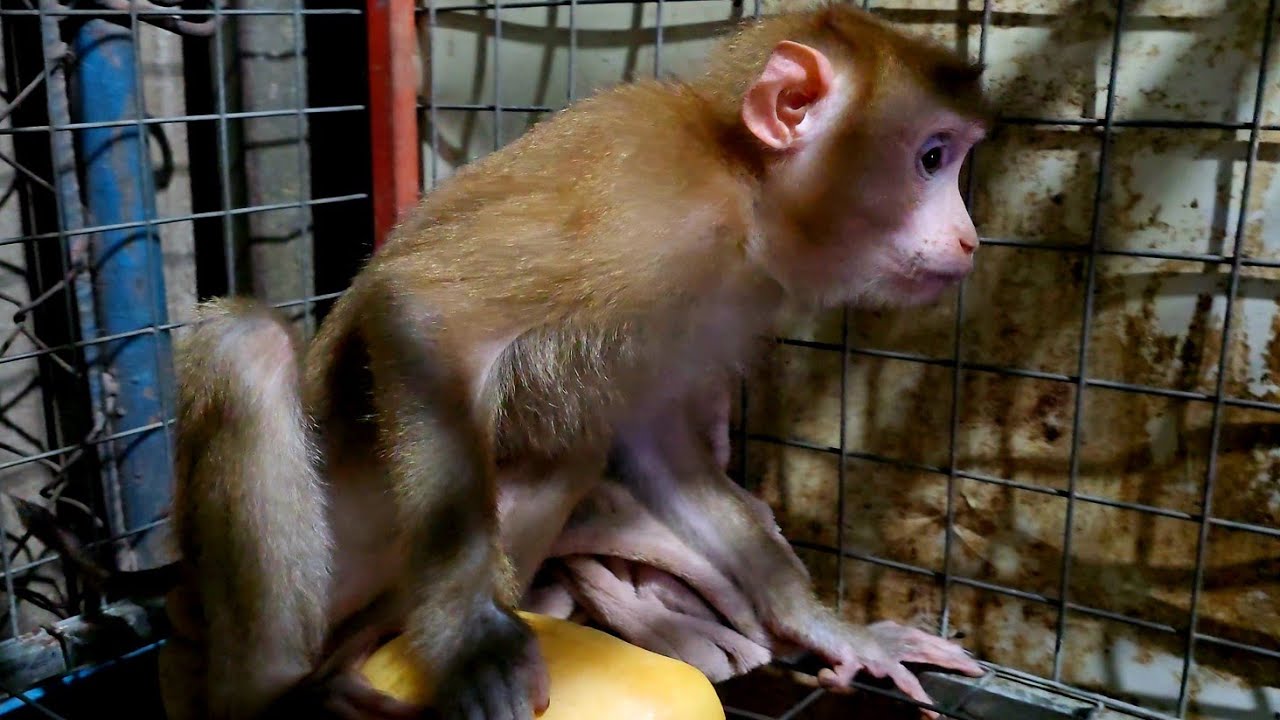 Monkey Yaya likes to eat natural fruits, especially ripe mangoes.