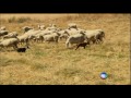 Serra da Estrela: saiba como é feito o irresistível queijo português