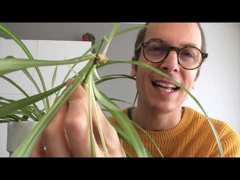 Video: Chlorophytum (60 Foto's): Thuis Voor Een Kamerbloem Zorgen. Hoe Ziet De Plant Eruit? Mogelijke Ziekten