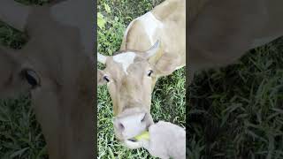 Big mama loves bananas