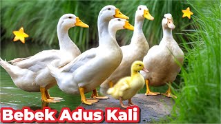 BEBEK , BEBEK ADUS KALI ASLI , BEBEK BERENANG KWEK KWEK , LIMA BEBEK KECIL BERENANG VERSI INDONESIA