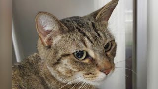 Second Chance Pets: Steve the cat