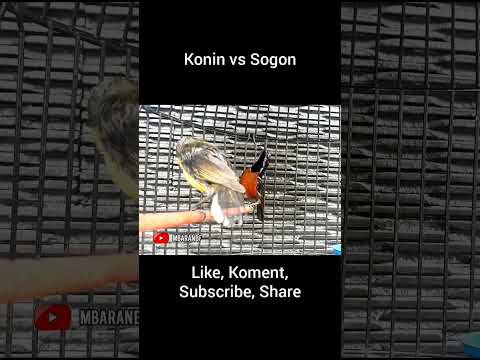 🔴 Masteran KONIN vs SOGON Full Materi Tembakan Panjang #masteransogon #masterankonin