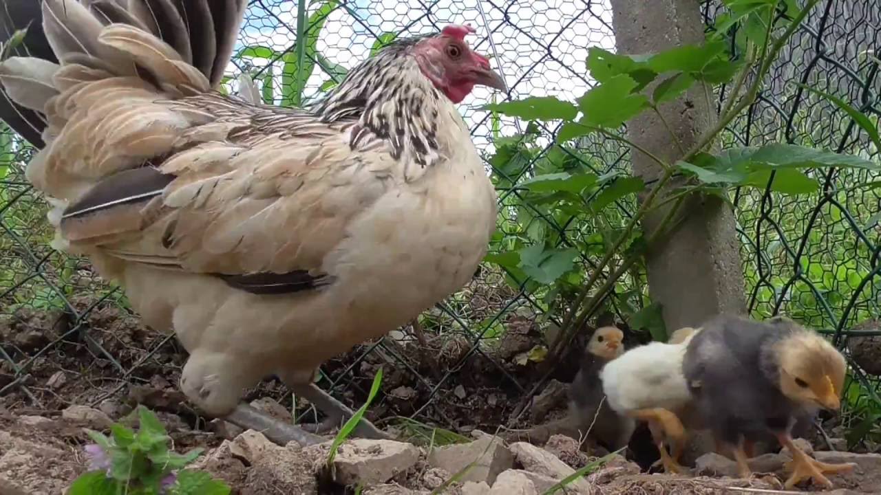 Haushuhn. Hennen mit Küken (1)