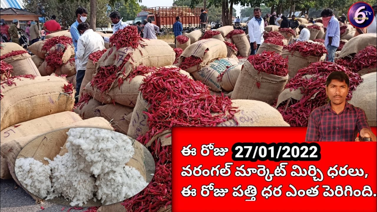Today 27/01/2022 warangal Market mirchi price/cotton price అన్ని రకాల