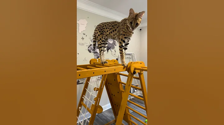 Watch the video about Serval Climbed High #serval #servalcats #shorts