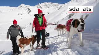 Bernhardiner stiegen im Schnee zum Grossen St. Bernhard auf - Fondation Barry - Hunde