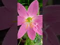 Rosy rain Lily (Zephyranthes rosea)