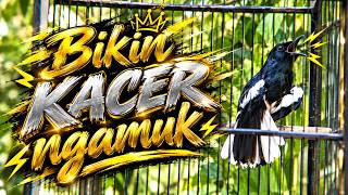 Suara Burung Kacer Bikin Lawan Emosi Gacor, Pancingan Kacer Agar Cepat Emosi Gacor