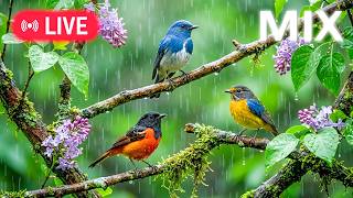 Calm Nature Sounds 4K – Morning Birds & Soft Piano | Focus, Study & Peace 🎹 (60fps) screenshot 1