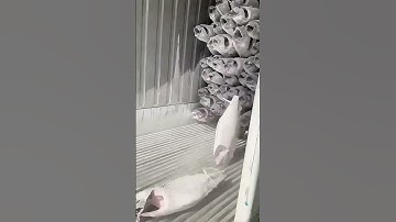 Cleverly unloading frozen tuna from containers