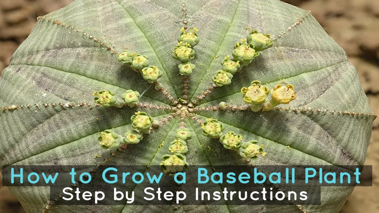 How to Grow a Baseball Plant Step by Step Instructions YouTube