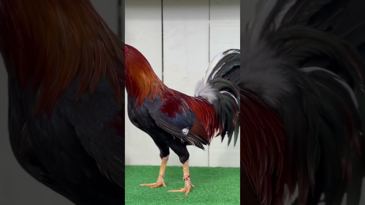 GOLDEN MONKEY SWEATER