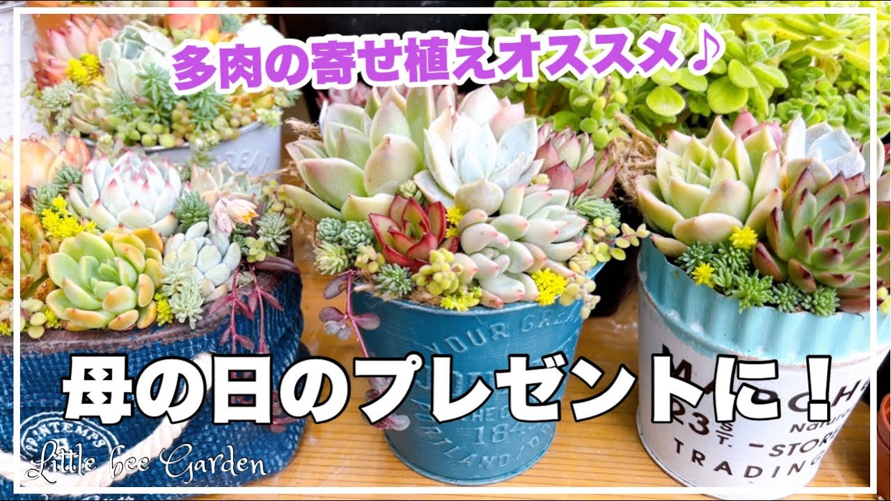 224】母の日に多肉の寄せ植えはいかがですか🪴オーダーお待ちしてい