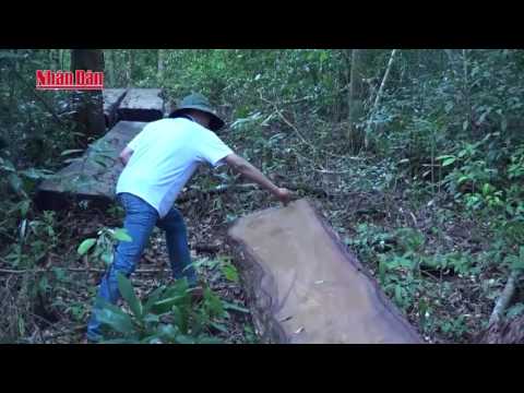 Video Đắk Nông khởi tố vụ khai thác gỗ du sam tại Khu bảo... - youtube