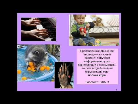 Дубынин В. А. - Физиология сенсорных и двигательных систем - Произвольные движения и автоматизация