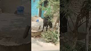 Buffalo #song#music #short video viral hai.👍🐃