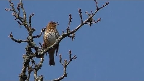 Song Thrush Singing (with Woodpecker Accompaniment)