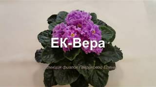 Фиалка Вера Фото Фиалка Вера Фото