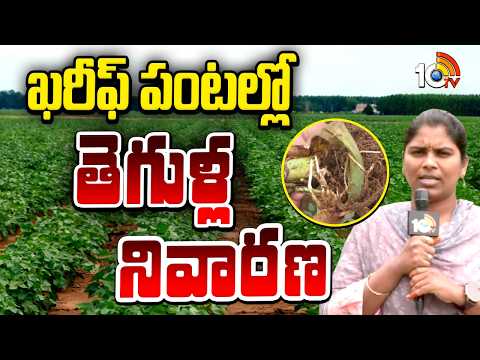 Disease Control In Kharif Crops | ఖరీఫ్ పంటల్లో తెగుళ్ల నివారణ | Matti Manishi | 10TV - 10TVNEWSTELUGU