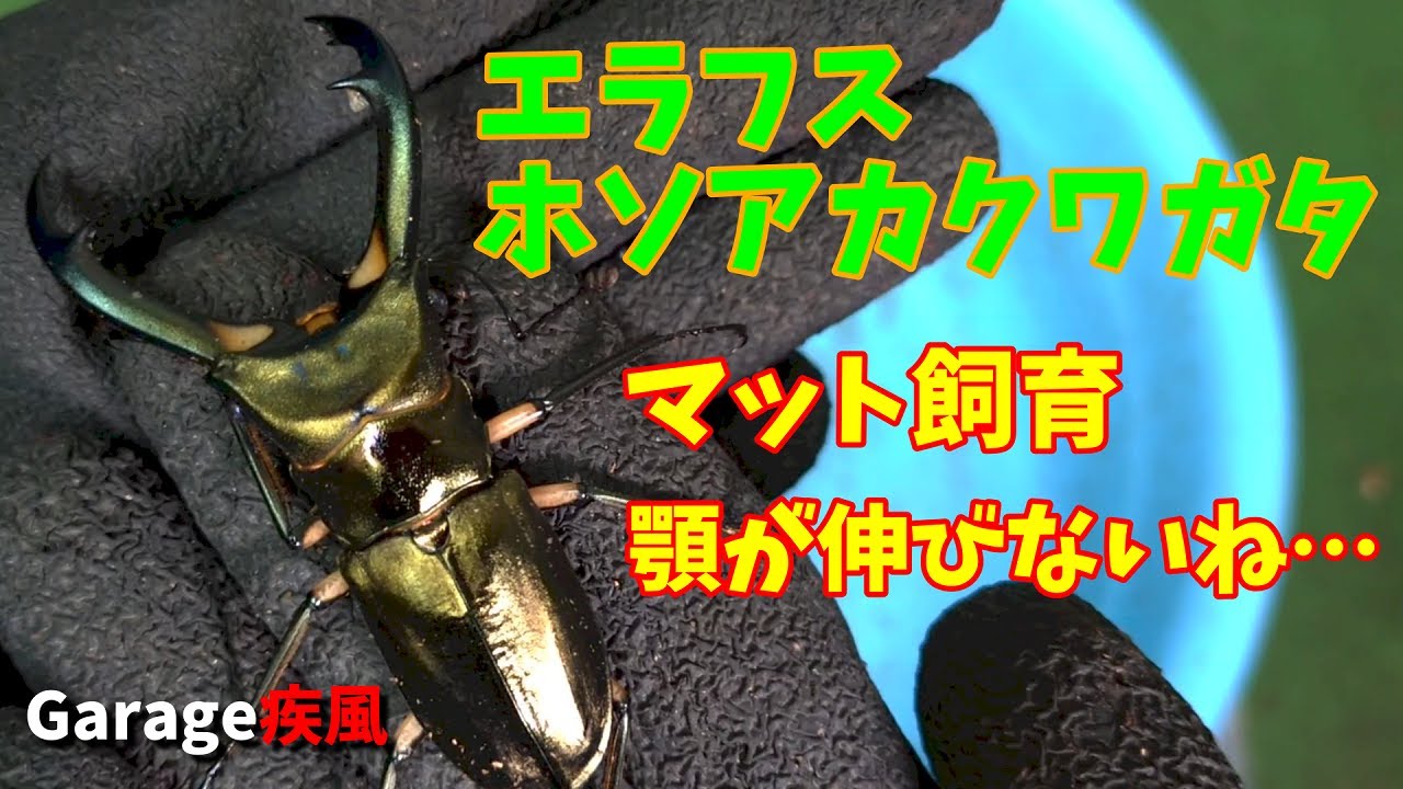エラフスホソアカクワガタ羽化　相変らず顎は伸びない・・・　