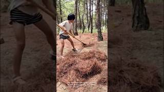 Pine needle gathering: cleaning up pine needles in the woods
