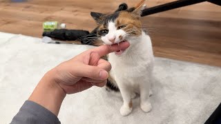 実家から帰ってきたので猫たちに指を食べてもらいました