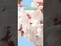 Perfect Japan: Cherry blossoms and Mount FujiーNHK WORLD-JAPAN NEWS #shorts