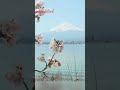 Perfect Japan: Cherry blossoms and Mount FujiーNHK WORLD-JAPAN NEWS #shorts