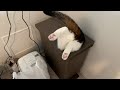 【親子猫】速報！ポコJがゴミ箱に入ってしまいました！！【スコティッシュフォールド】