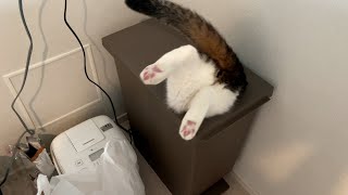 【親子猫】速報!ポコJがゴミ箱に入ってしまいました!!【スコティッシュフォールド】