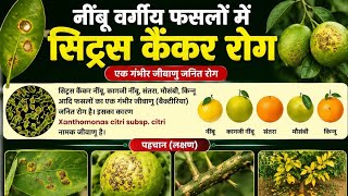 Citrus Canker Disease In Citrus Crops