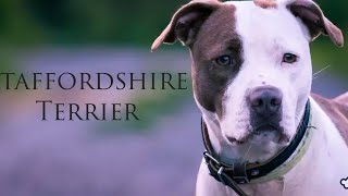 معلومات عن كلب الستاف.  Américain staffordshire Terrier