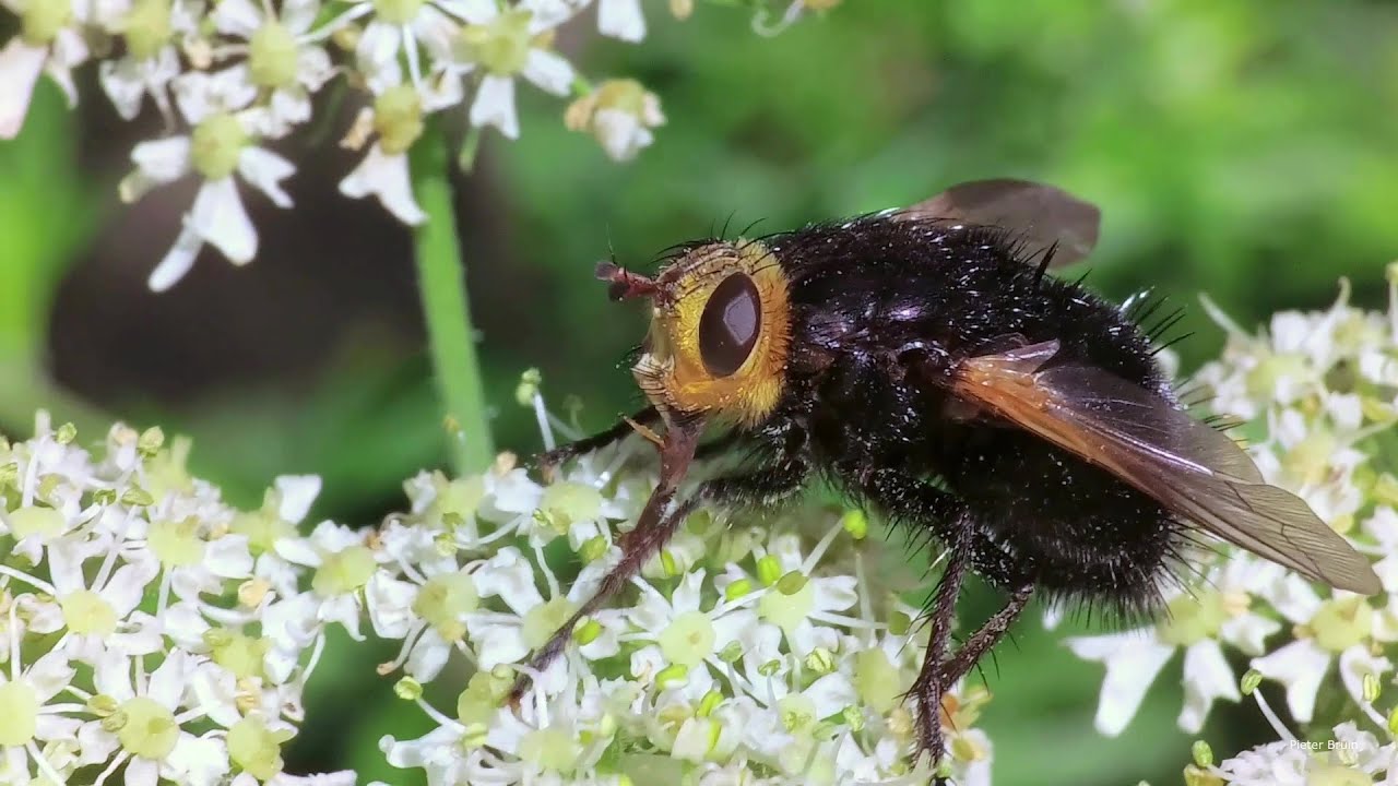 Bumble bee mimicking hoverfly (Volucella bombylans)