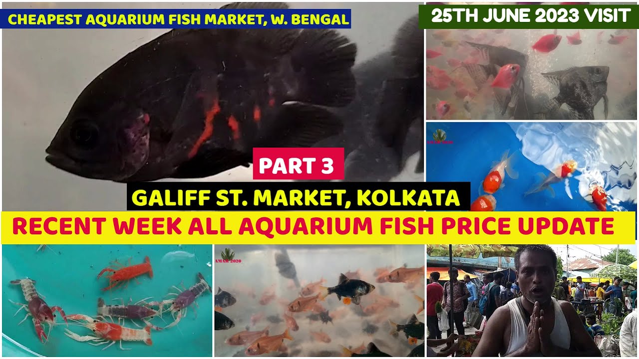 Cheapest Aquarium Fish Seller Recent Week Price Galiff Street Fish Market Kolkata 25th June