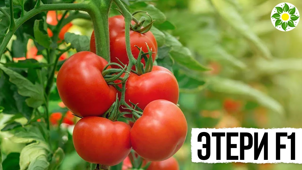 🍅 Этери F1 семена томата индетерминантного (Seminis / Семинис)