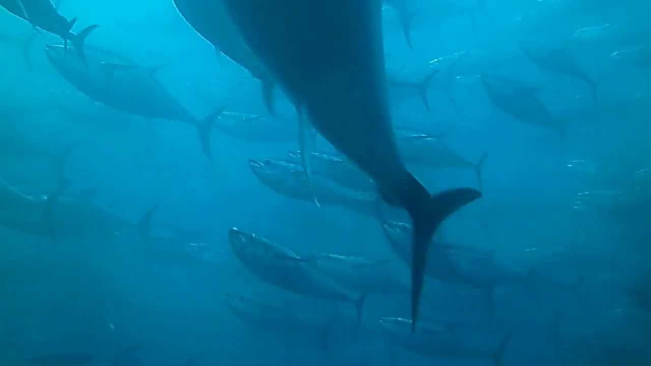 Diving in Tuna Farm Malta YouTube