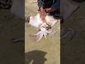 “You Won’t Believe What Was Inside This Giant Squid! 😱🦑🐍 #fishing #trending
