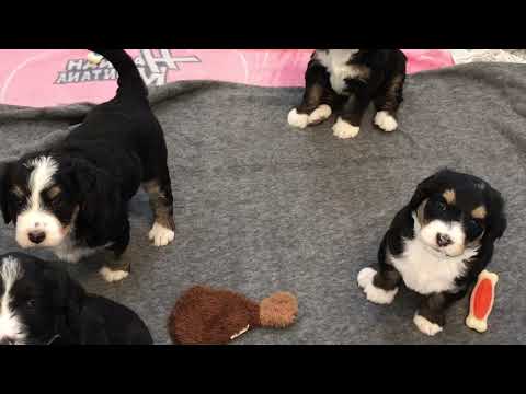 Mini Bernedoodle Puppies