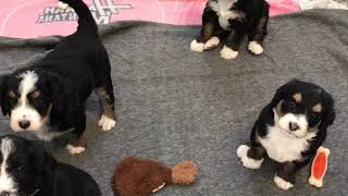 F1 Bernedoodle puppies
