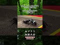 インターメディアツヤクワガタ ハニャノドリーム vs タイワンオオクワガタ 天下無敵 #クワガタ #昆虫バトル #虫バトル
