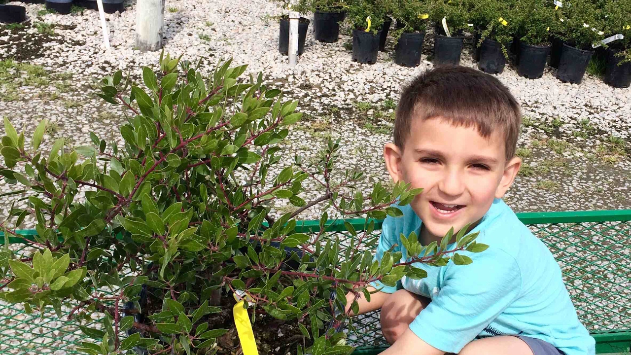 Buying a Manzanita Tree Belmont Nursery Fresno, California YouTube