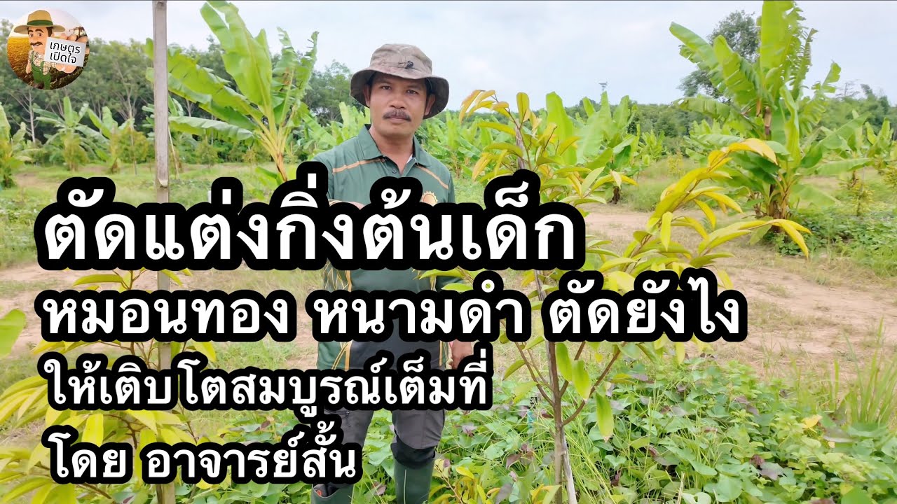 ตัดแต่งกิ่งต้นเด็ก เพื่อการเติบโตแบบทวีคูณ ทำไมไม่ควรปล่อยโตเอง และการบำรุง | อาจารย์สั้น